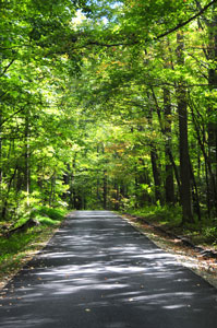 North Carolina wooded area with a road.