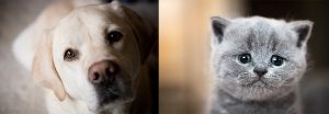 Free Pet Food Pantry